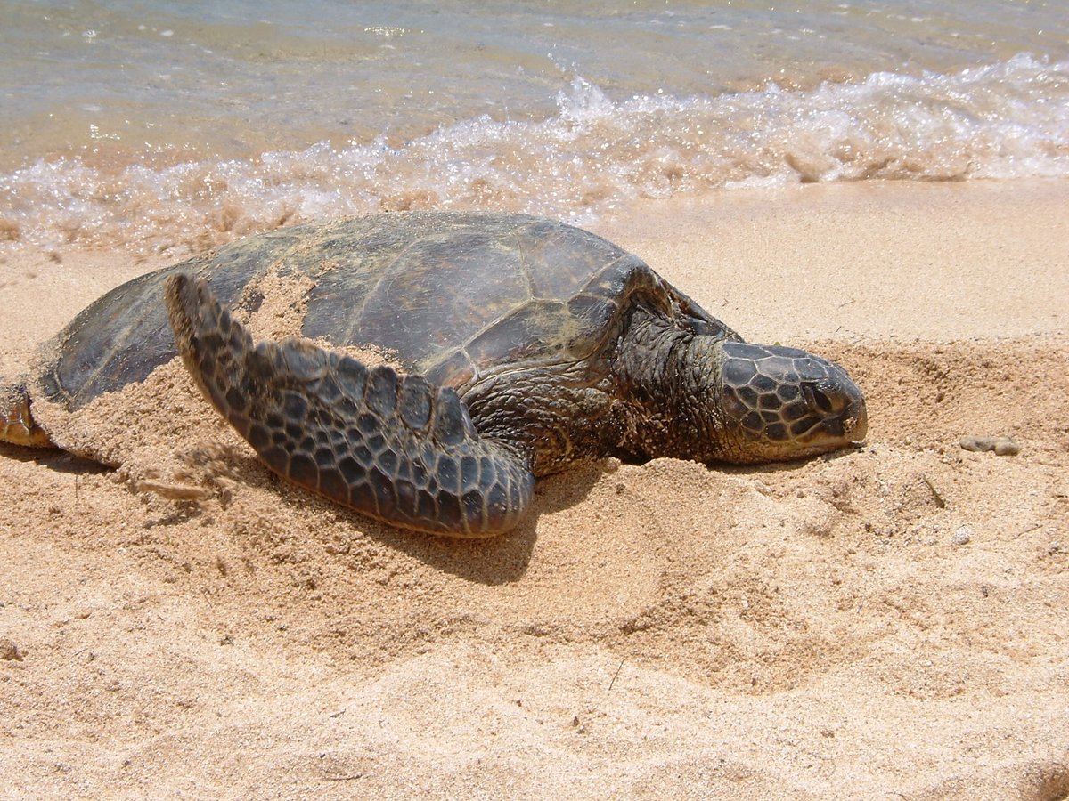 ワイメアビーチの砂浜にいたウミガメ