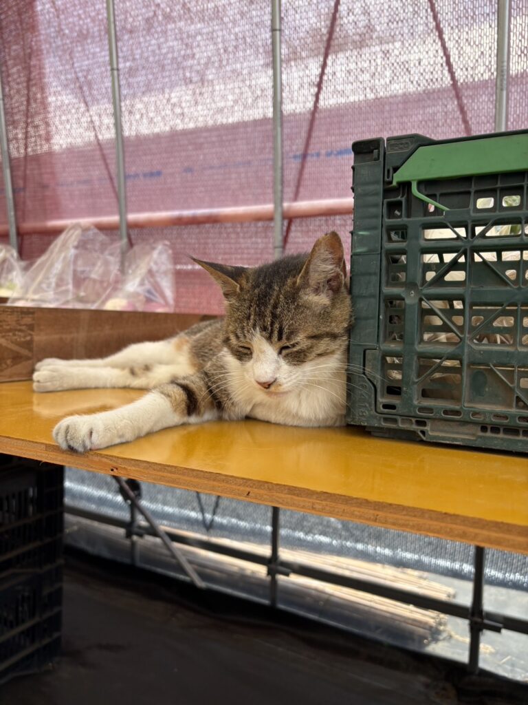 野菜カゴにもたれて眠るにゃんこ店長